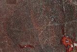 Brilliant Red, Polished Dinosaur Bone (Gembone) Slab - Utah #249273-1